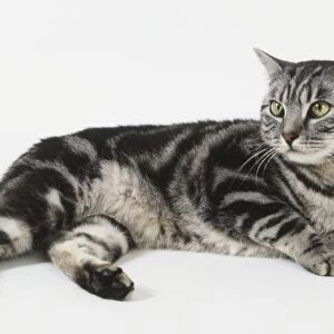 British silver tabby cat lying down