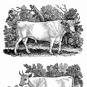 British Wild or Park Cattle