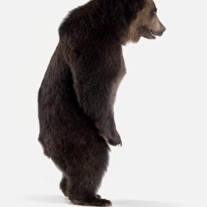 Brown bear (Ursus arctos) standing upright, side view