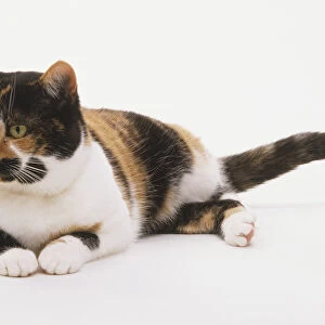 A brown, black and white tortoiseshell Cat (Felis catus) lying down, tail out to side, front view