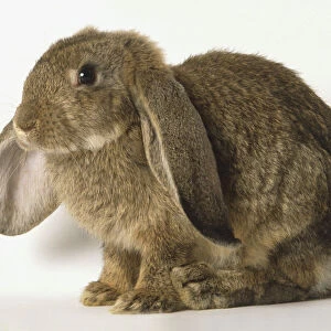 Brown floppy-eared Domestic Rabbit (Leporidae), side view