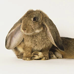 Brown floppy eared rabbit lying next to white and brown rabbit, side view