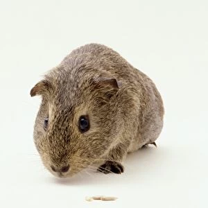 Brown guinea pig, close-up, front view
