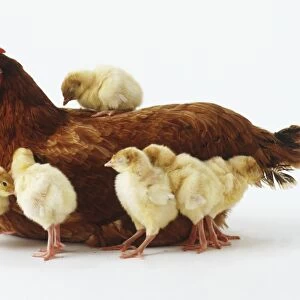 Brown hen (Gallus gallus) surrounded by her chicks, one sat on her back