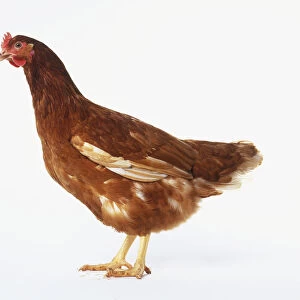 Brown hen (Gallus gallus), side view