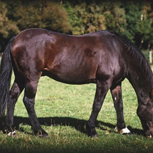 Brown Horse (Equus caballus) grazing in sunny field, side view