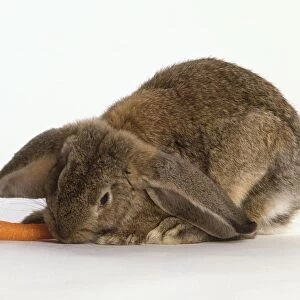 Brown lop-eared rabbit eating carrot