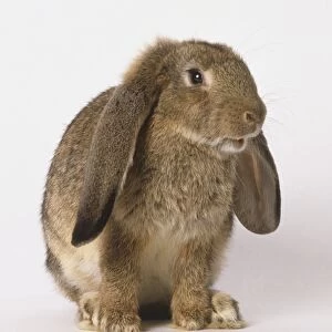 A brown lop-eared Rabbit (Leporidae), profile view