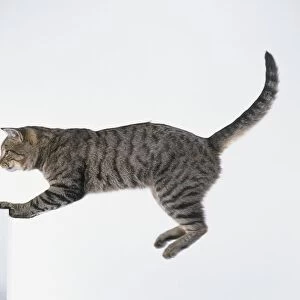 Brown mackerel tabby short hair cat preparing to land after jumping
