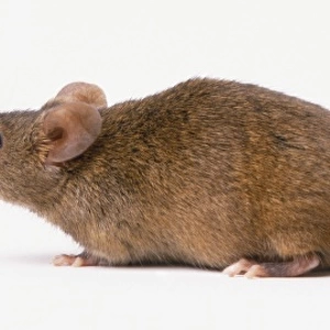 Brown mouse (Mus musculus), side view