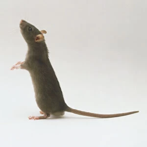 Brown Rat (Rattus norvegicus) standing on its hind legs, side view