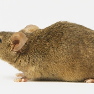 Brown rat (Rattus norvegicus), side view