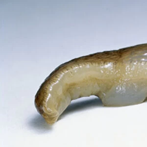 Brown Slug, raising head to expose paler underside