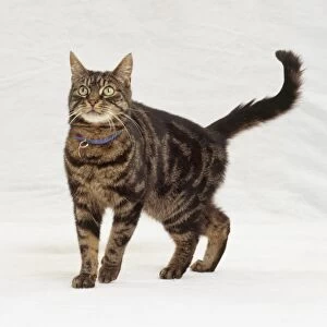 Brown tabby cat, standing, looking up