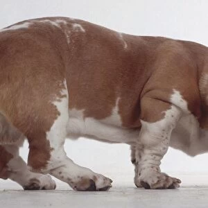 A brown and white Basset Hound sniffs the ground while dangling its long drooping ears
