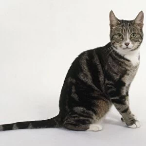Brown and white classic tabby cat, sitting