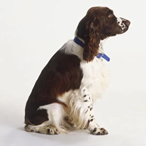 Brown and white spaniel sitting, wearing blue collar, looking up attentively, side view