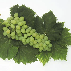 A bunch of Grapes Muscat of Alexandria bedded on leaves
