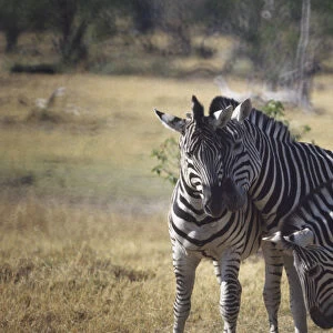 Burchells Zebra, Equus burchelli, three standing, distinctinve black and white stripes, two standing close together and nuzzling heads, third zebra bending head down, open grassland in background
