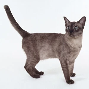 Burmese-Brown Smoke Asian cat with sleek body and tail held proud, standing