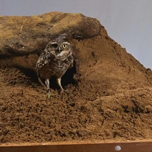 Burrowing Owl (Athene cunicularia) standing at entrance to burrow in sand with rock on top
