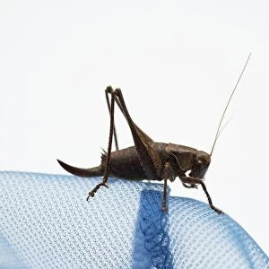 Bush cricket (Katydid) sitting on blue fabric, side view