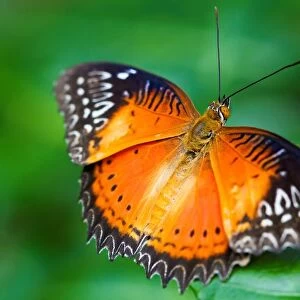 Butterfly. Red Lacewing Cethosia Biblis