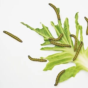 Cabbage White caterpillars (Pieris rapae) on a leaf, view from above