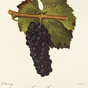 Cabernet Franc grape, illustration by J. Troncy