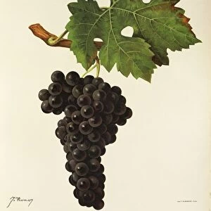 Cabernet Sauvignon grape, illustration by J. Troncy