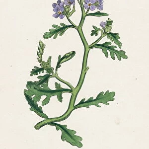 Universal History Archive Collection: Botanical Print
