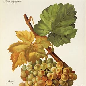 Calagrano grape, illustration by J. Troncy