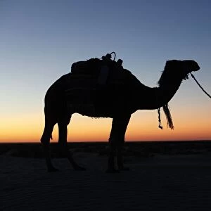 Camel driver at dusk in the Sahara desert, Douz, Tunisia