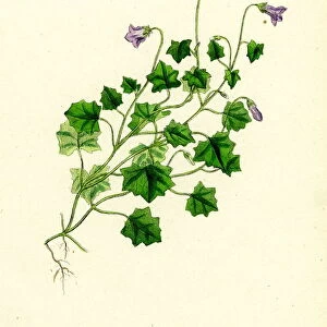 Campanula hederacea, Ivy-leaved Bell-flower