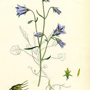 Campanula rotundifolia, Hare-bell