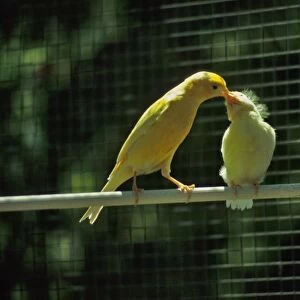 Canaryes