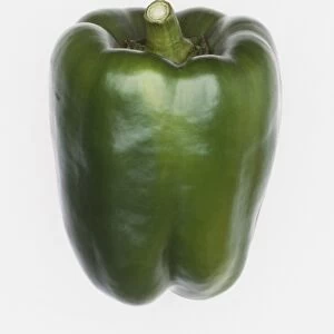 Capsicum annuum, green Bell Pepper