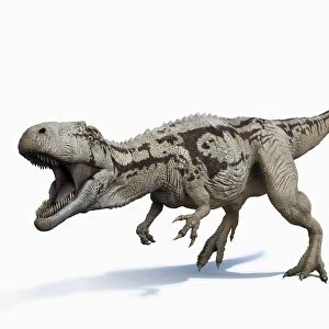 Carcharodontosaurus with mouth open and teeth exposed
