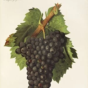 Carignane grape, illustration by J. Troncy