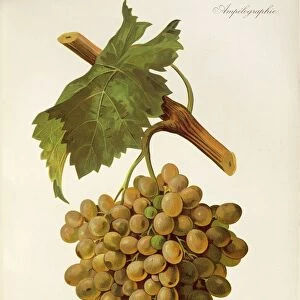 Carignane Grise grape, illustration by J. Troncy