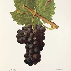 Carmenere grape, illustration by J. Troncy