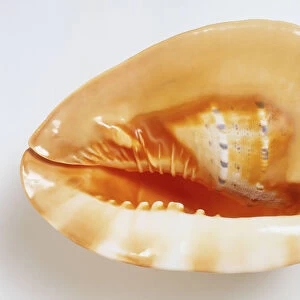 Cassis cornuta, underside view of Horned Helmet Shell, heavy large shell, with peach orange shiny surface large lip and opening