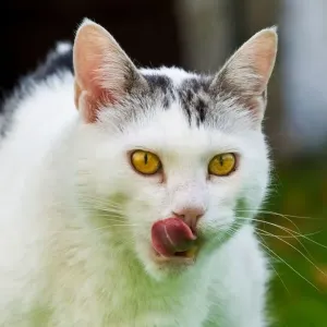 Cat Eats