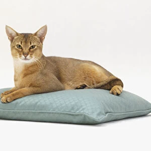 A cat sits on a blue cushion