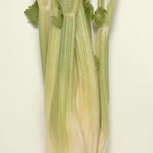 Celery