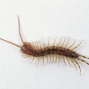 Centipede (Lithobius forficatus), view from above