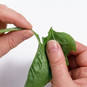 Central rib being torn from a spinach leaf, close-up