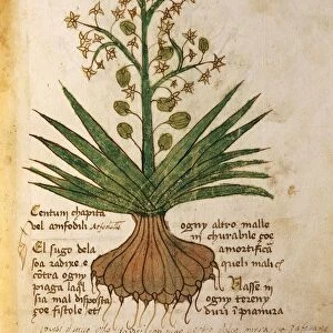 Centum chapita or asfodello (Centum chapita amfodili), illustration