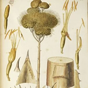 Century Plant (Agave americana), Agavaceae by Francesco Peyrolery, watercolor, 1755