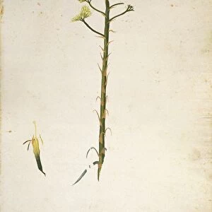Century plant flower (Agave americana), illustration by Jacopo Ligozzi